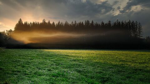 Eine Waldlichtung Eine Waldlichtung