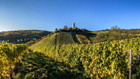 Weinbau im Rheingau Weinbau im Rheingau