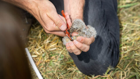 Beringung eines Steinkauzküken.