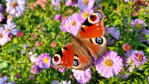 Ein Schmetterling hat sich auf einer Blumenwiese niedergelassen. Ein Schmetterling hat sich auf einer Blumenwiese niedergelassen.