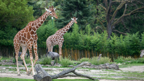 Giraffen in ihrem Gehege