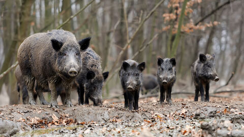 Wildschweine im herbstlichen Wald