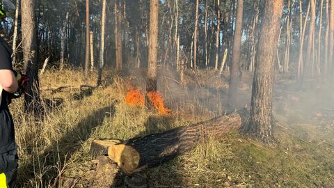 Waldbrand Brennender Baum im Wald