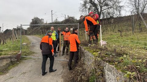 Ein Zaun wird im Rheingau errichtet, um eine Ausbreitung in Richtung der Weinberge und des Hinterlandswalds zu verhindern.